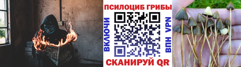 Галлюциногенные грибы прущие грибы  Кольчугино 